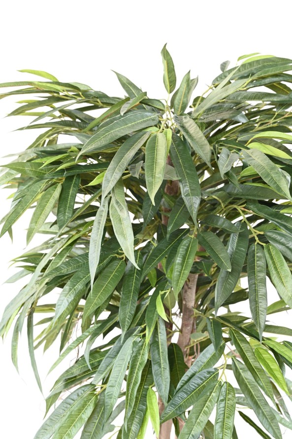 FICUS LONGIFOLIA