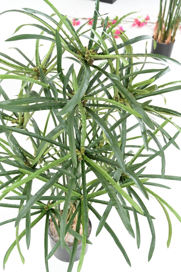 PAPYRUS ALTERNIFOLIUS BERRIES