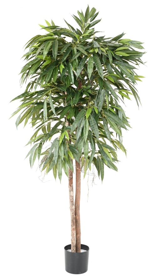 FICUS LONGIFOLIA