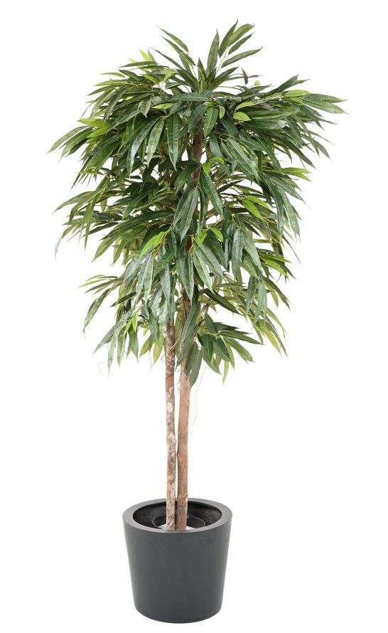 FICUS LONGIFOLIA