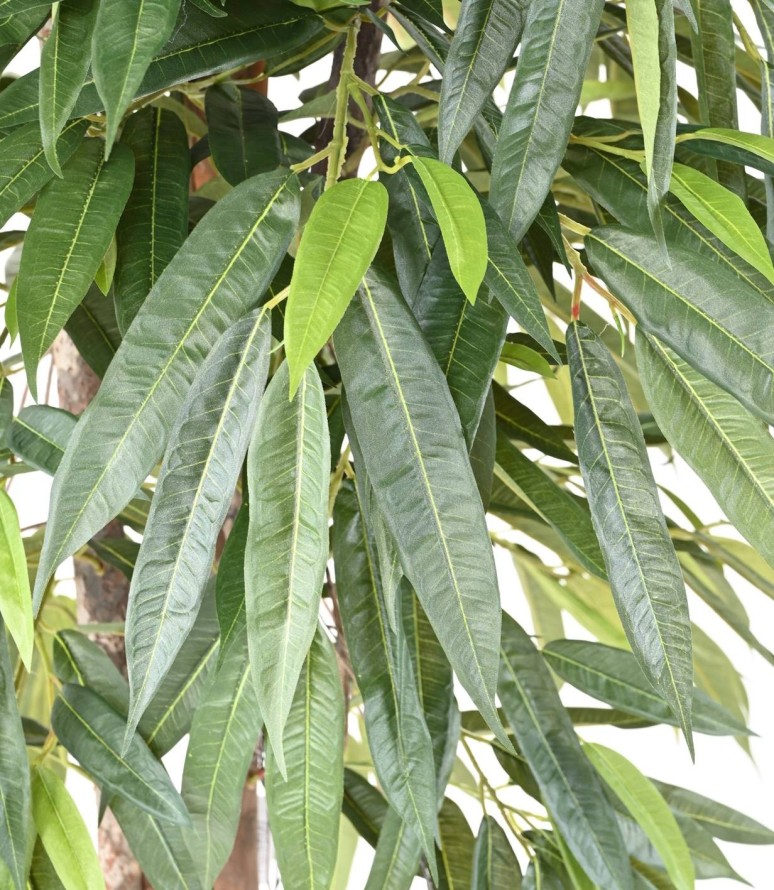 FICUS LONGIFOLIA