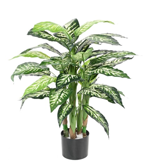 DIEFFENBACHIA POT