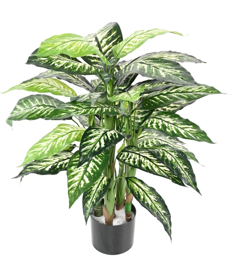 DIEFFENBACHIA POT