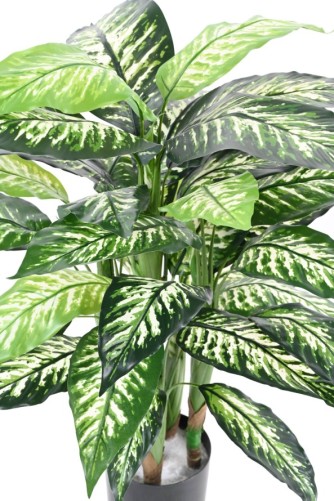 DIEFFENBACHIA POT