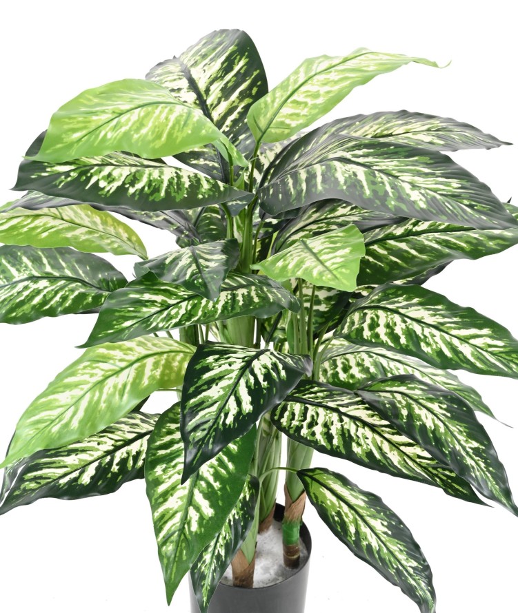 DIEFFENBACHIA POT