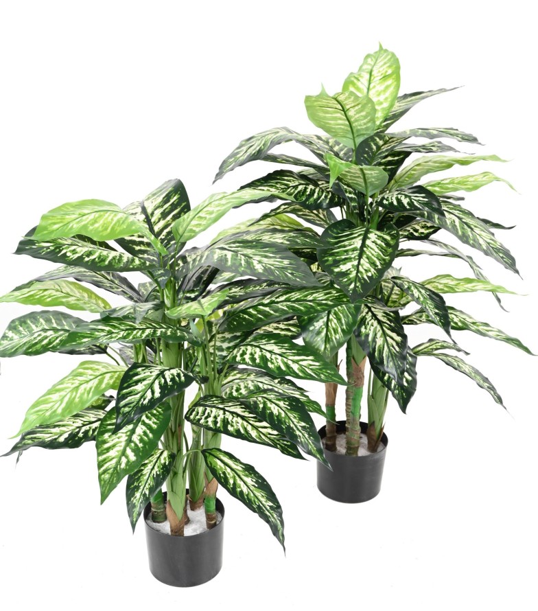 DIEFFENBACHIA POT