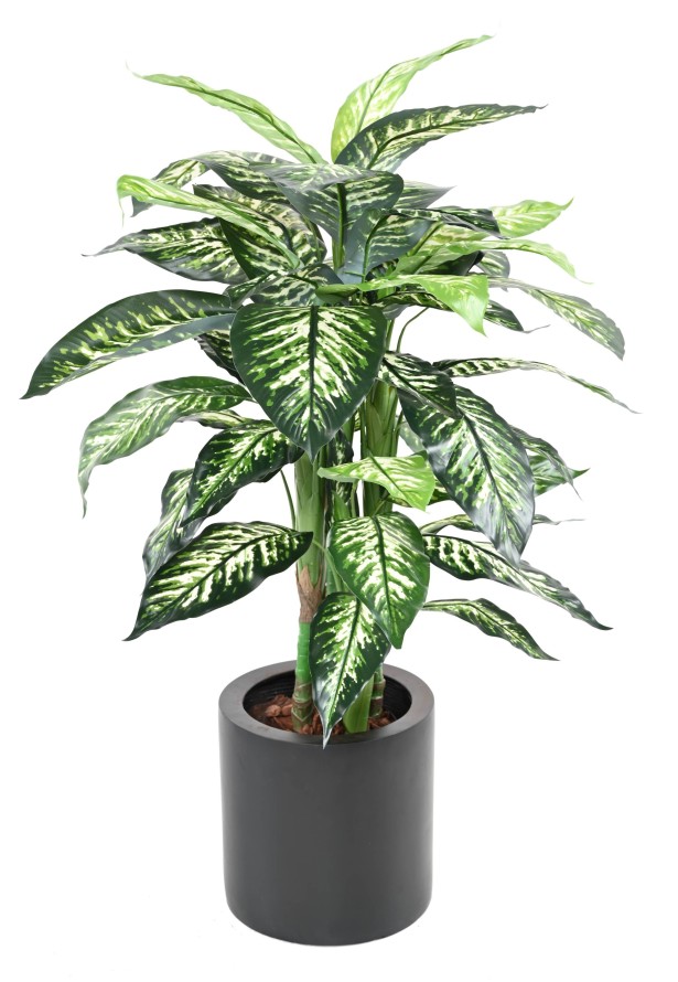 DIEFFENBACHIA POT