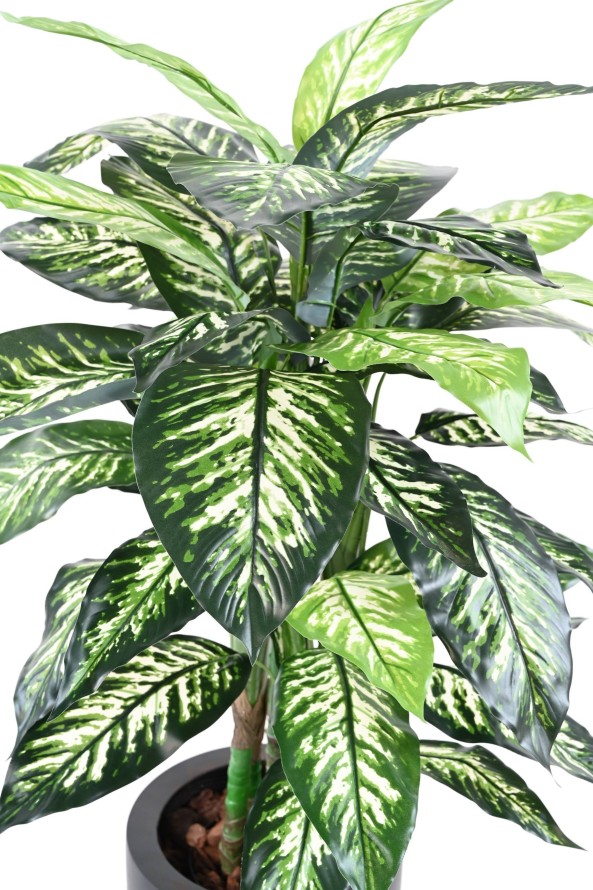 DIEFFENBACHIA POT