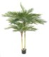 PHOENIX PALM 2T