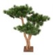 PINE 3T UV