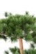 PINE 3T UV