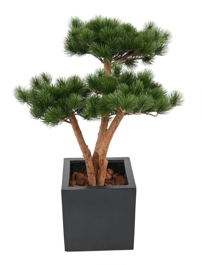 PINE 3T UV