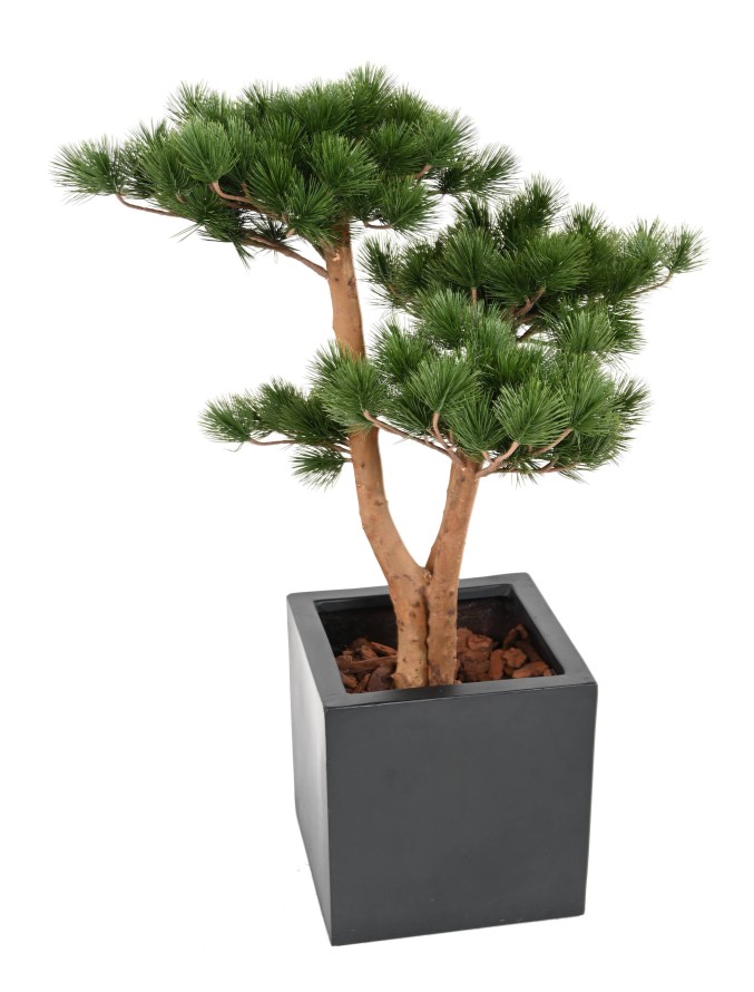 PINE 3T UV