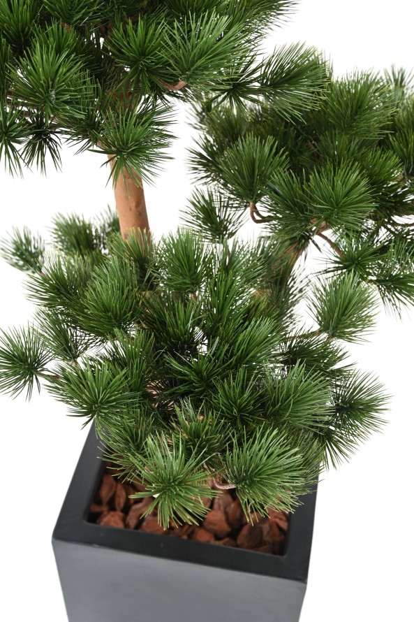 PINE 3T UV