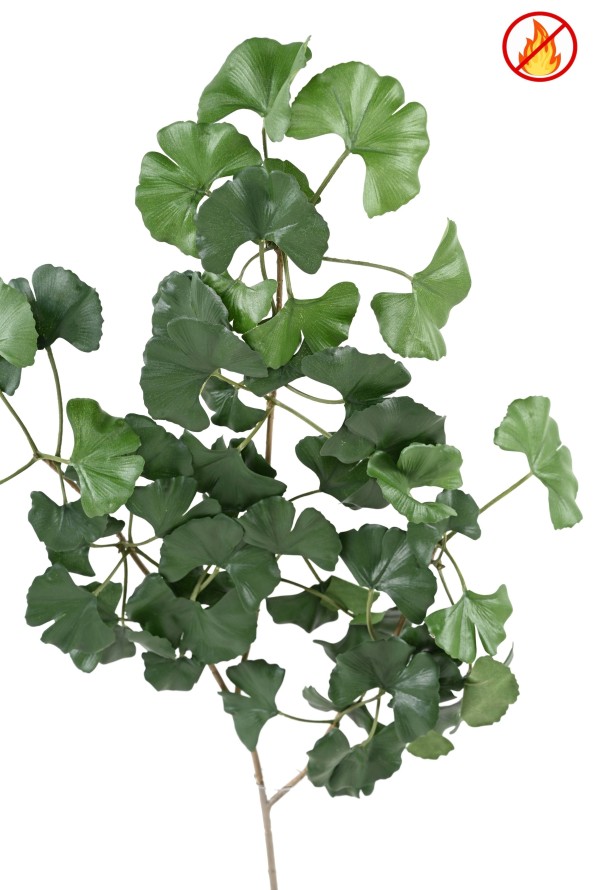 GINKGOBILOBA SWEET SPRAY FR - Fire Resistant