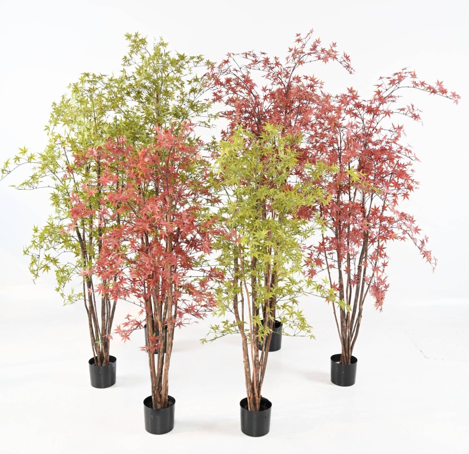 ARALIA PE UV