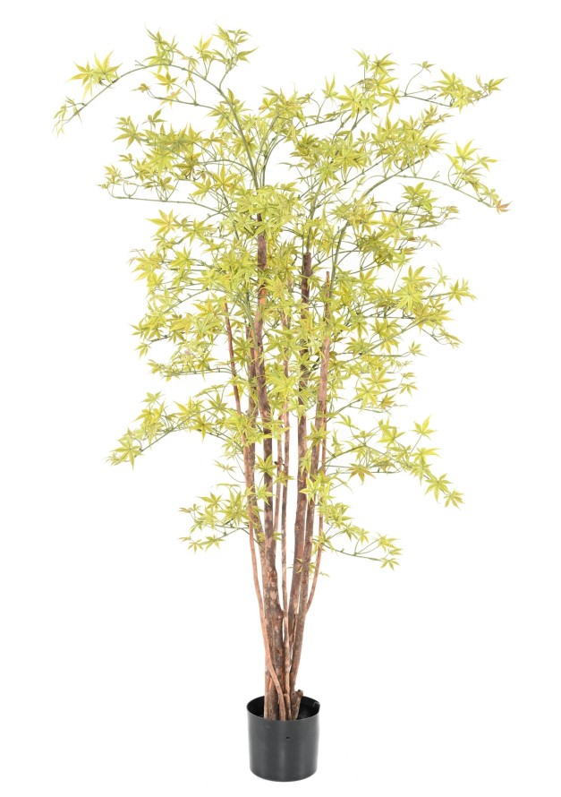 ARALIA PE 150 UV