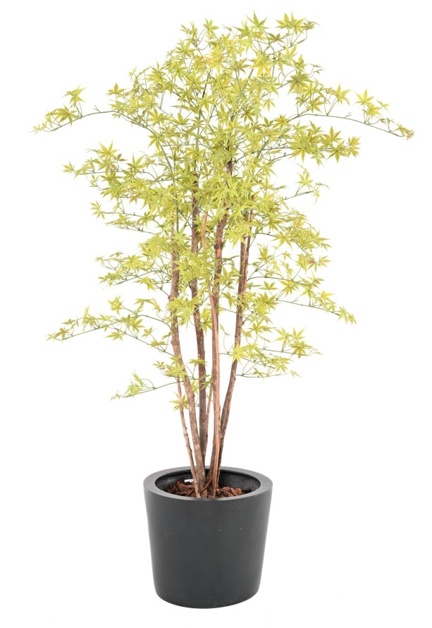 ARALIA PE UV