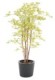 ARALIA PE 150 UV