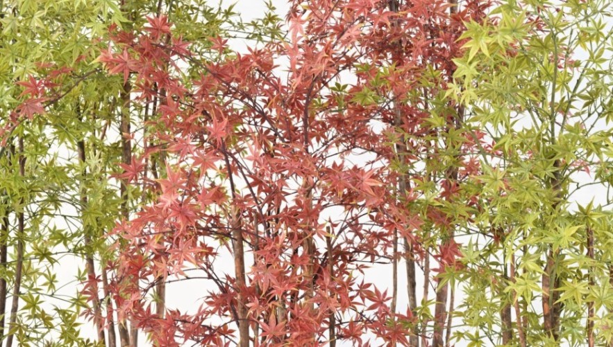 ARALIA PE 150 UV