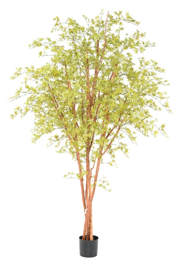 ARALIA PE TREE UV