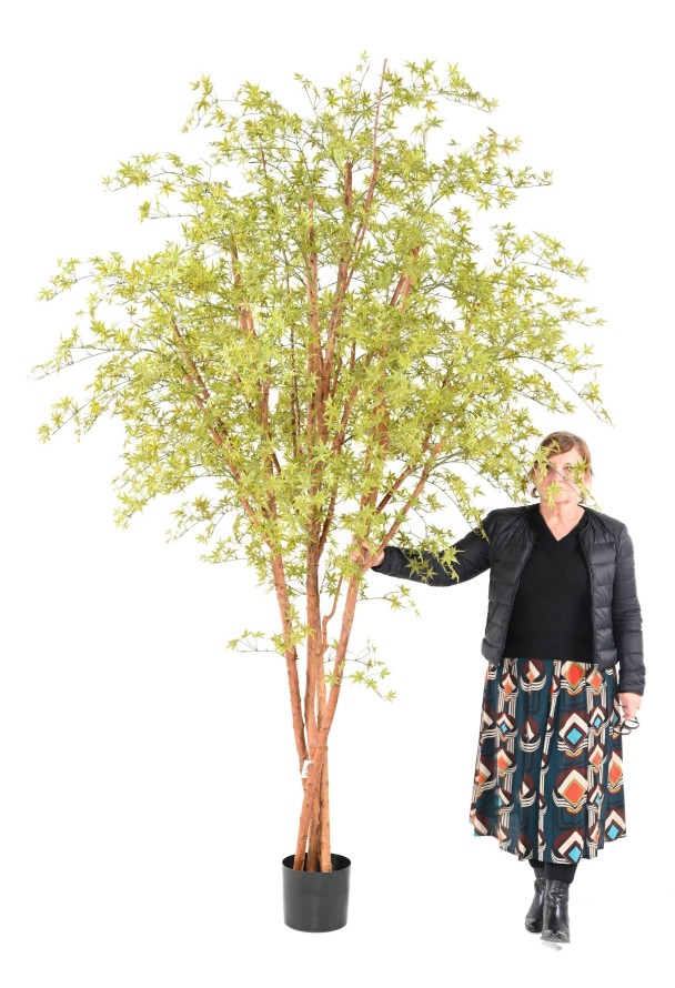 ARALIA PE TREE UV