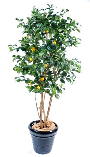 LEMON TREE NEW