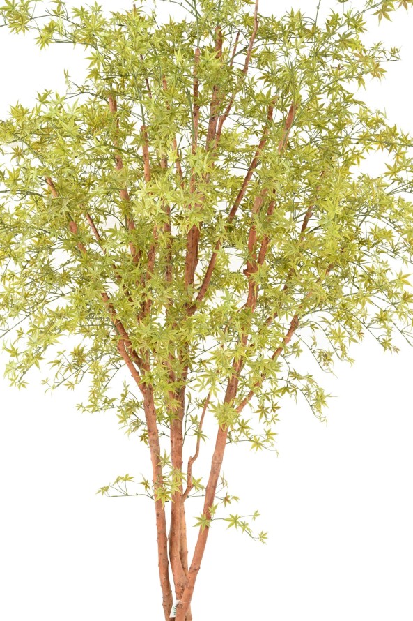 ARALIA PE TREE UV