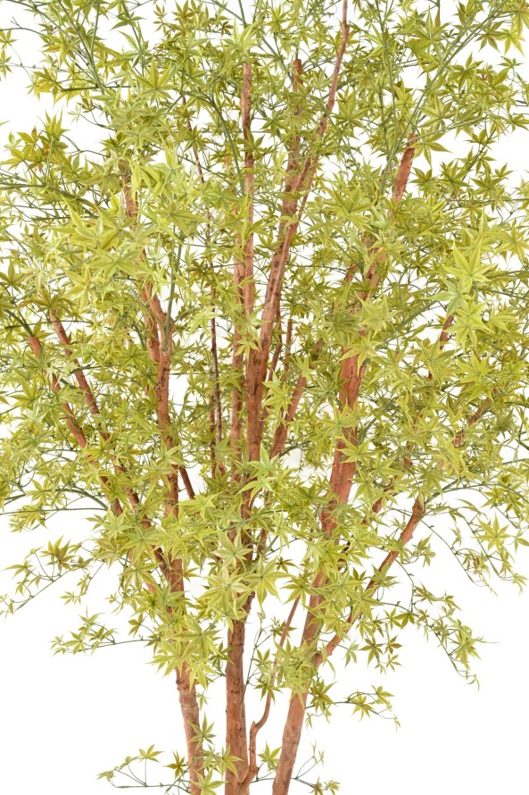 ARALIA PE TREE UV