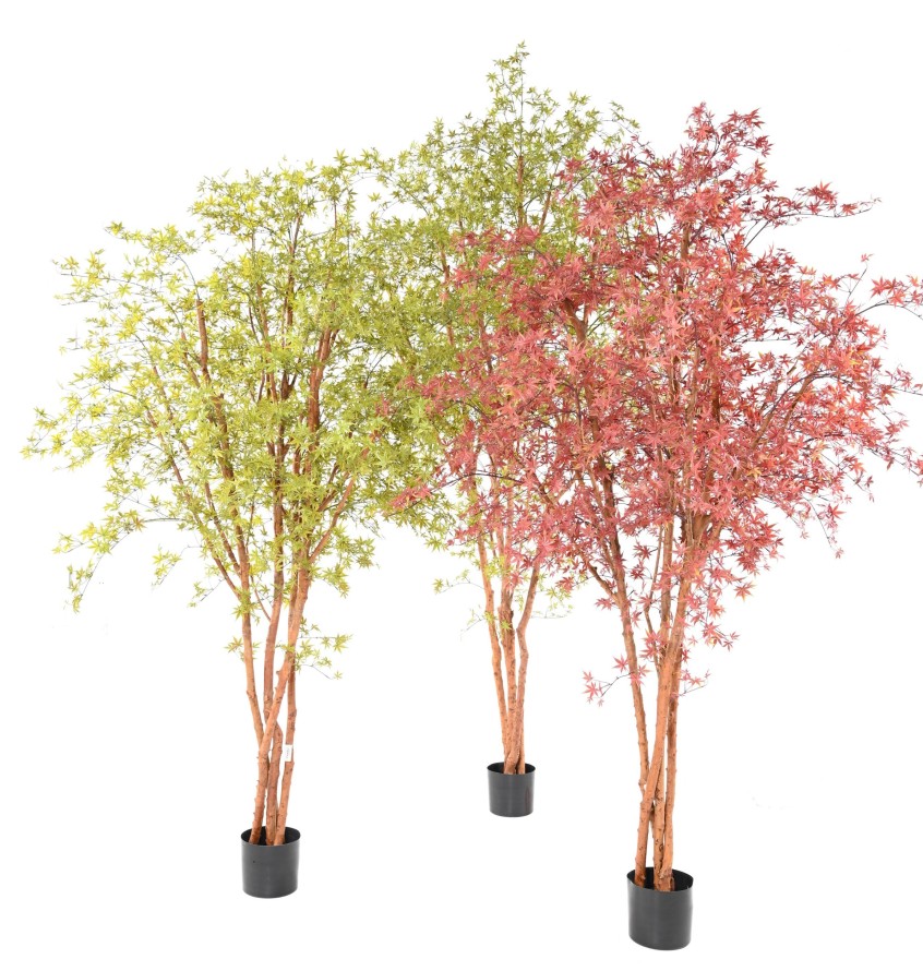 ARALIA PE TREE UV