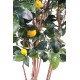 LEMON TREE NEW