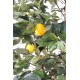 LEMON TREE NEW