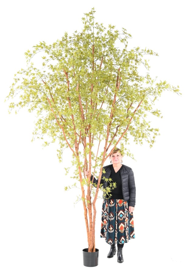 ARALIA PE TREE UV