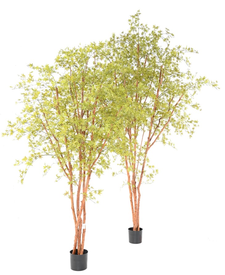 ARALIA PE TREE UV