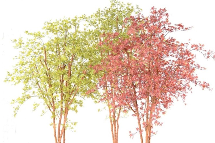 ARALIA PE TREE 330 UV