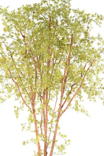 ARALIA PE TREE 330 UV