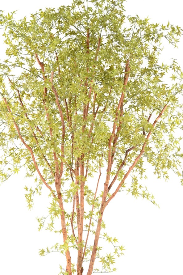 ARALIA PE TREE UV