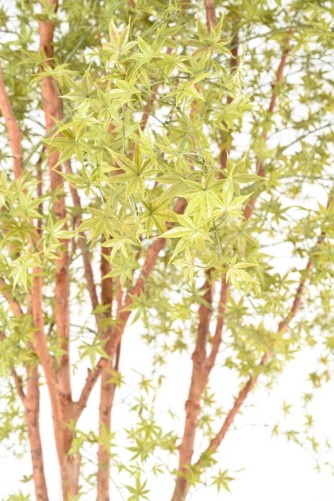 ARALIA PE TREE 330 UV