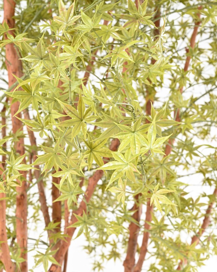 ARALIA PE TREE UV