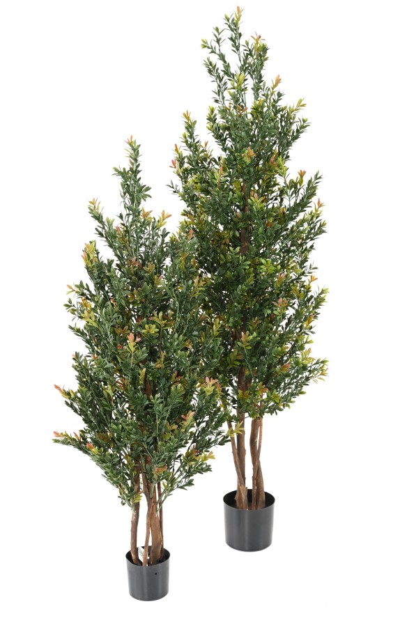 BOXWOOD RED DAY BL BUSH UV