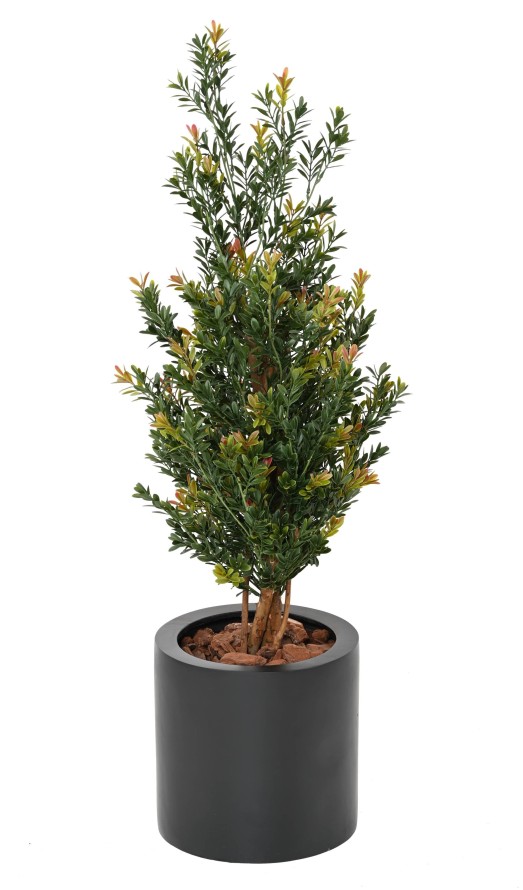 BOXWOOD RED DAY BL BUSH UV