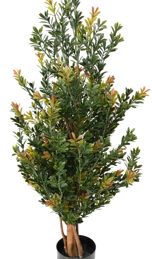 BOXWOOD RED DAY BL BUSH UV