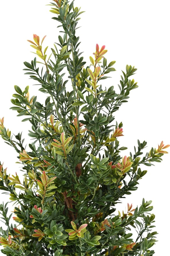 BOXWOOD RED DAY BL BUSH UV