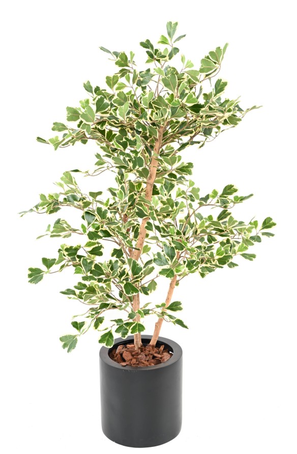 FICUS TRIANGULARIS