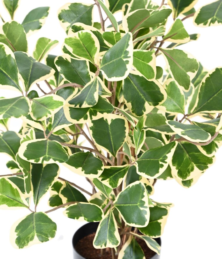 FICUS TRIANGULARIS