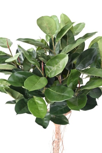 FICUS ELASTICA TETE (Rubber plant tree)