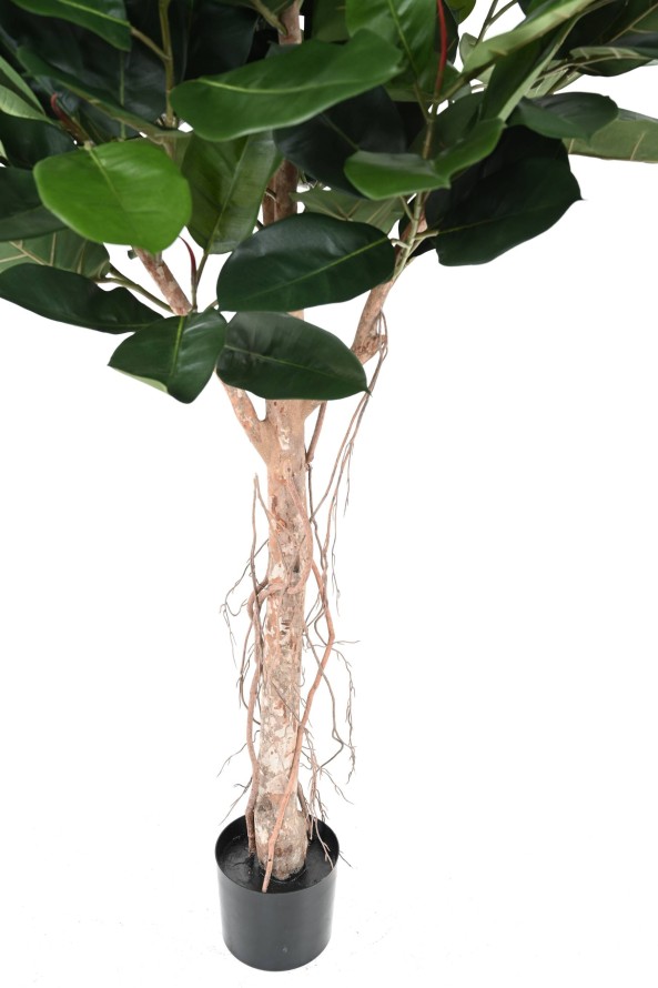 FICUS ELASTICA TETE (Rubber plant tree)