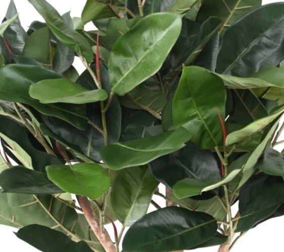 FICUS ELASTICA TETE (Rubber plant tree)