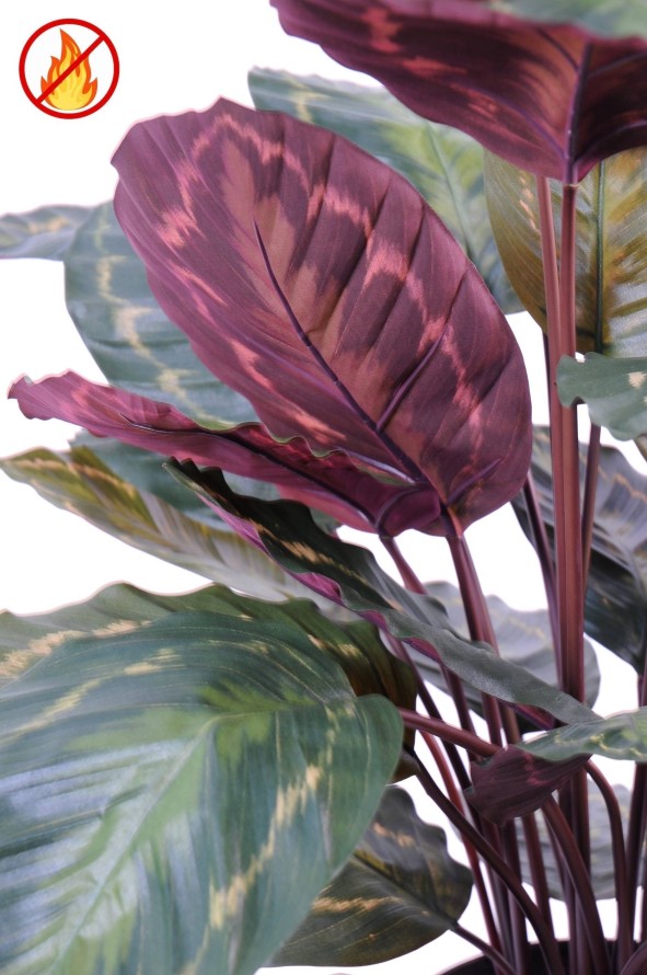 CALATHEA ROSEOPICTA FR - Fire Resistant