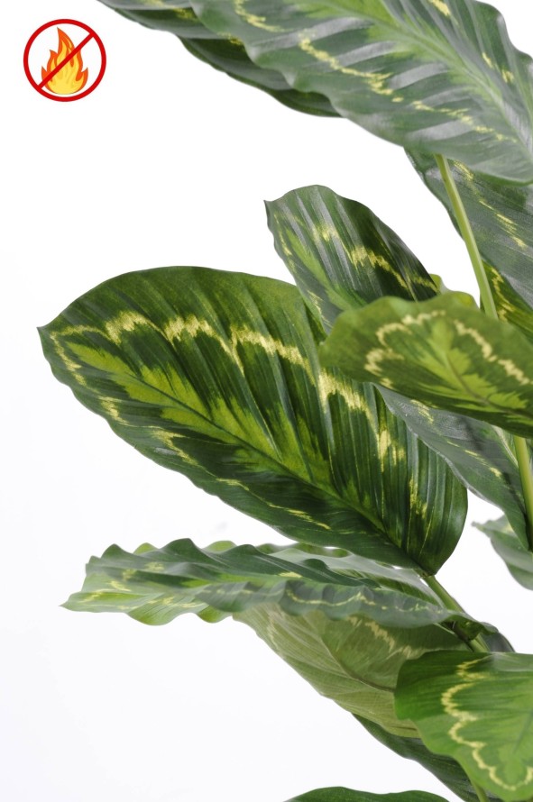 CALATHEA ROSEOPICTA FR - Fire Resistant